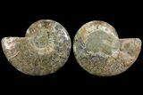 Bargain, Agatized Ammonite Fossil - Madagascar #111536-1